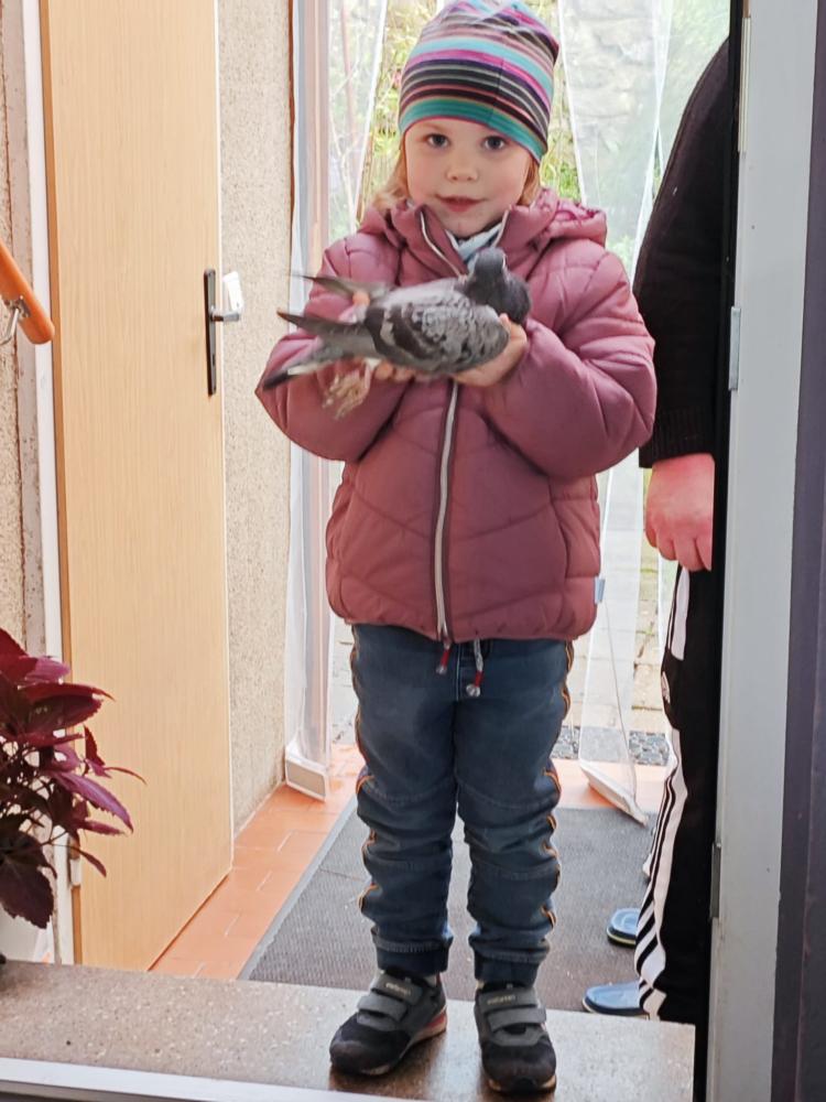 Fotowettbewerb-Brieftaube-Erfurth-02