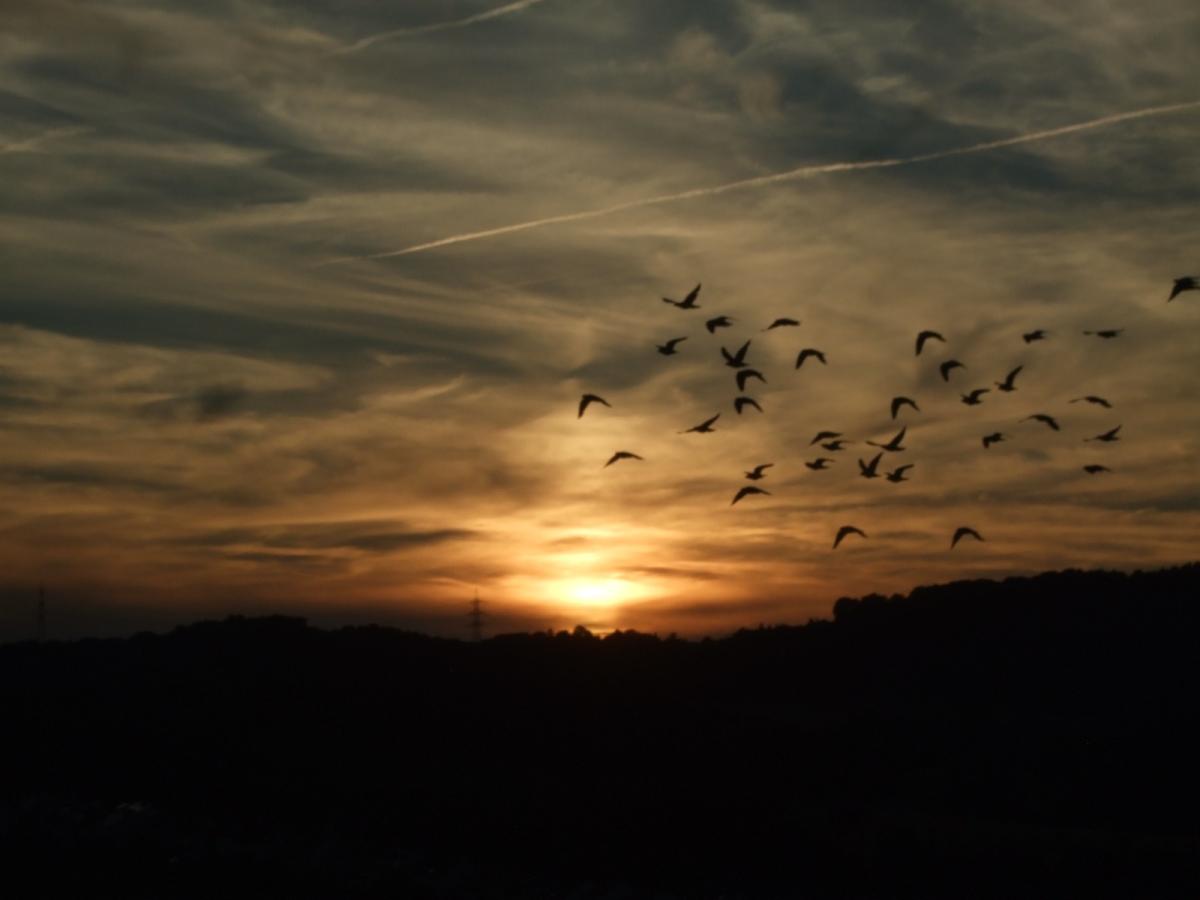 IMG-20220417-WA0012