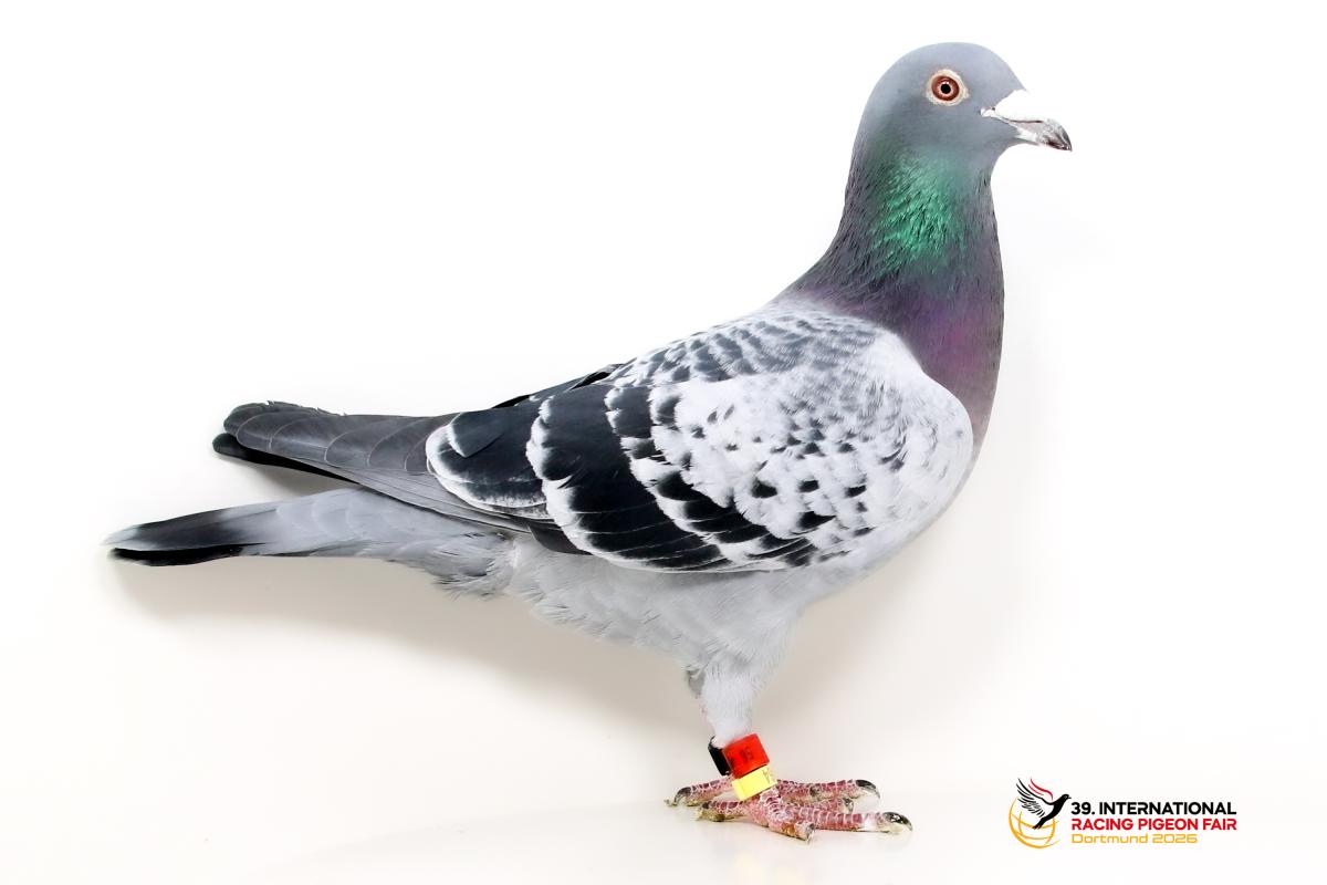 A - DV 02179-22-56 - Werner Rensing Sporttauben--A-33-DV56