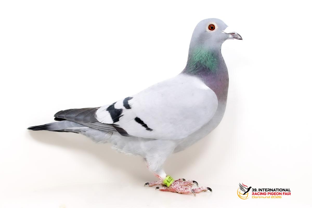 B - DV 09205-23-1279 - Jürgen Beier Sporttauben--B-34-DV1279