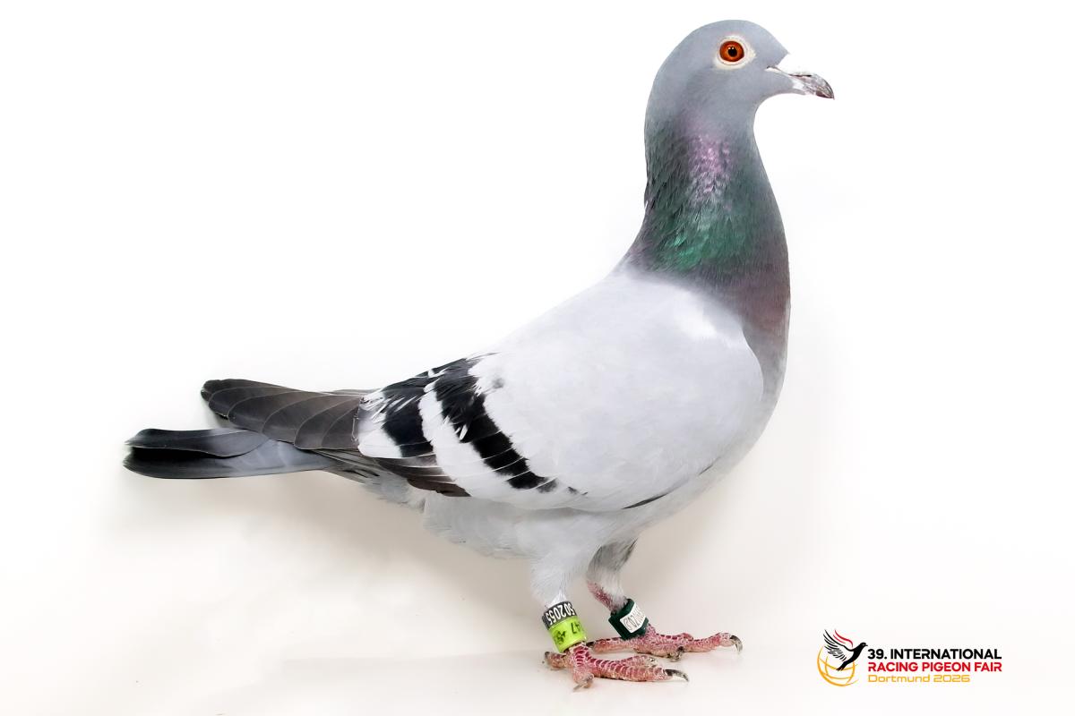 B - DV 04117-22-247 - Team Kallen Sporttauben--B-35-Dv-247