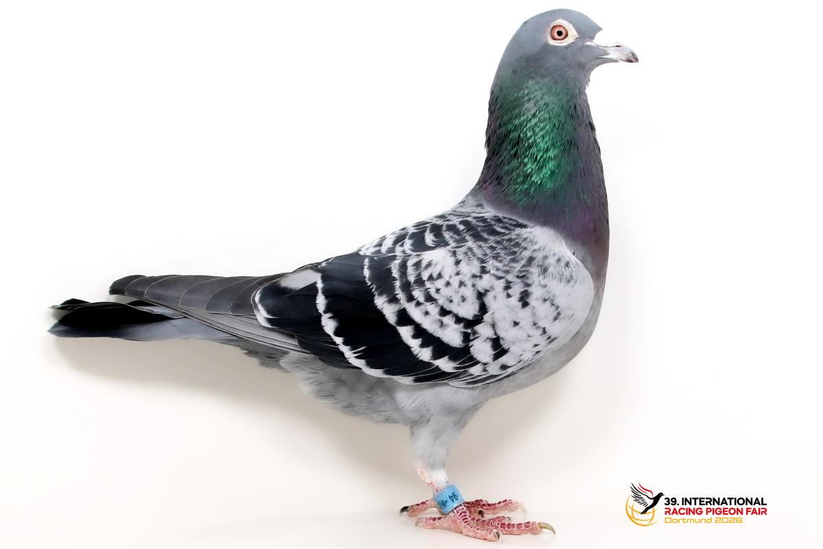 C - DV 04900-21-94 - SG Kipp u. Söhne Sporttauben--C-38-DV94