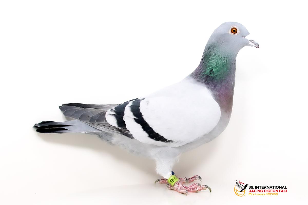 D - DV 03954-23-1066 - Kaspar u. Regina Kendzia Sporttauben--D-42--DV1066