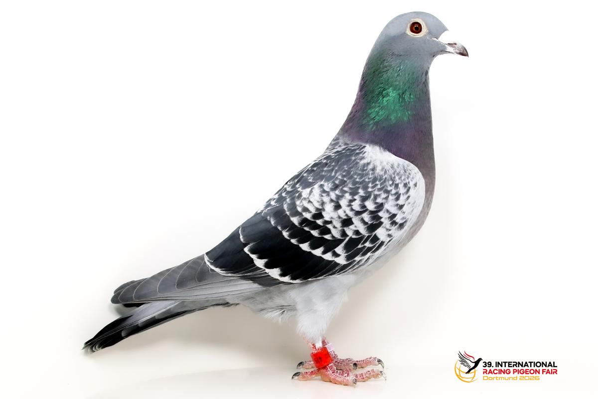 E - DV 0709-22-475 - SG Rutz u. Söhne Sporttauben--E-43-DV475