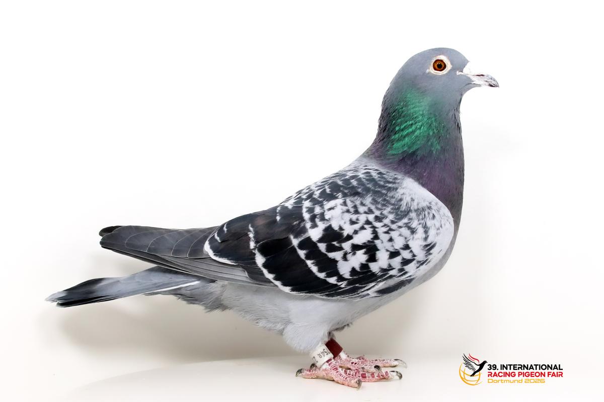 E - DV 07754-20-233 - SG Röntgen u. Sohn Sporttauben--E-45-DV233