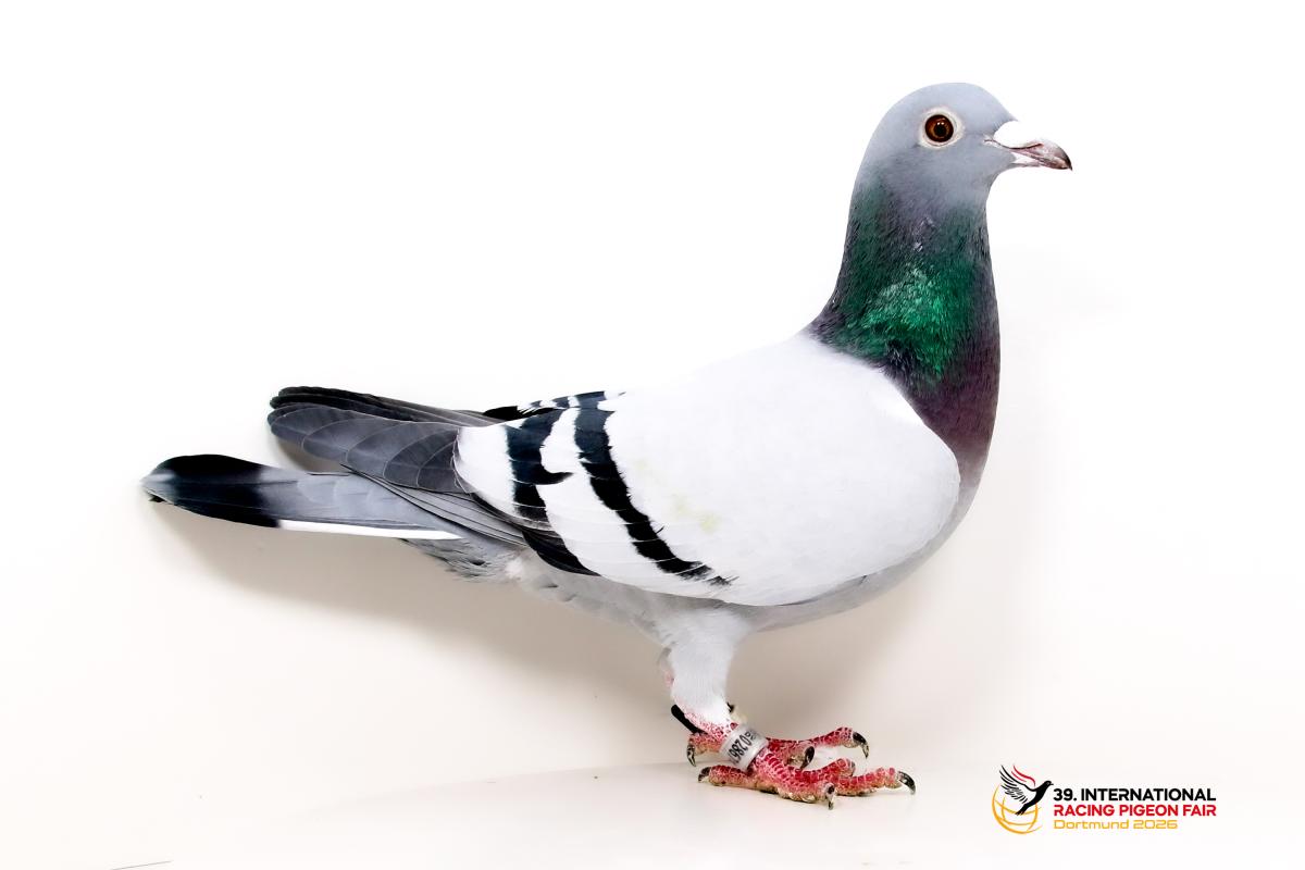 F - DV 02867-25-1051 - Wolfgang Arning Sporttauben--F-50-DV1051