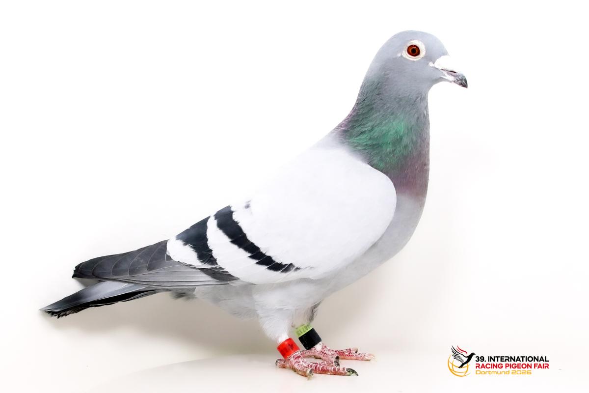 I - DV 07754-22-126 - SG Röntgen u. Sohn Sporttauben--I-57-DV126